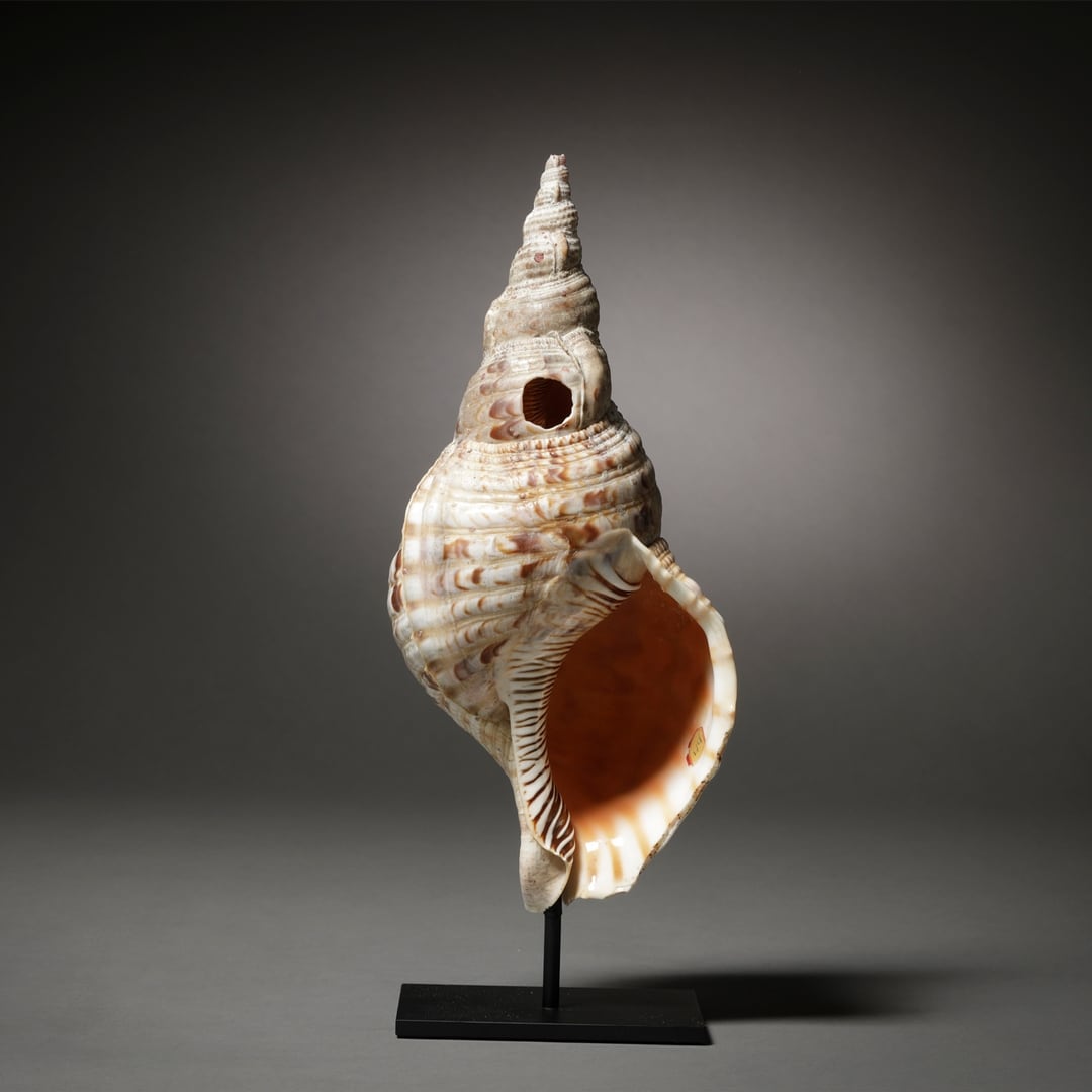 Jacaranda Conch Shell Trumpet